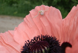 P6233341