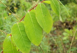 P8307631