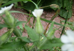 P7154820