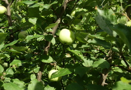 P7205218