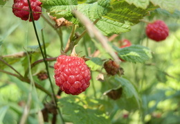 P7205222