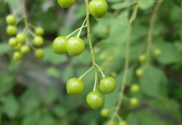 P7235391