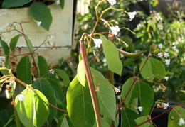 P7275613
