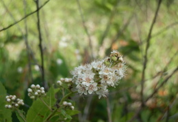 P7275623