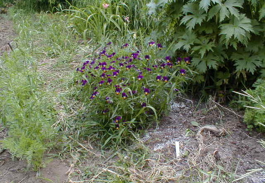IMAGE007 (59 visits) IMAGE007