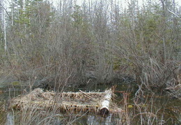 IMAGE005