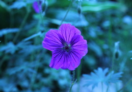 IMG_2271.CR2