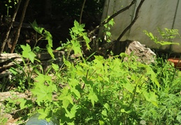IMG_5340.CR2