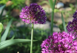 IMG_5319.CR2