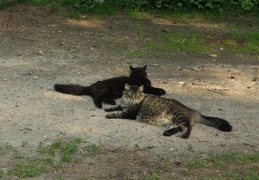 IMG_5900.CR2