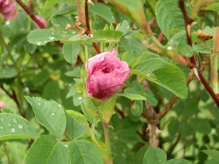 P6202949