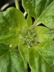 P6202970