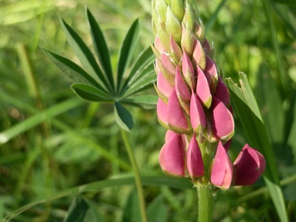 P6213038