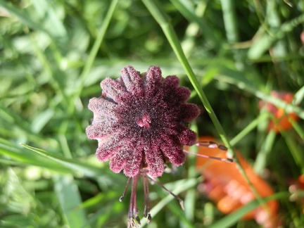 P6233355