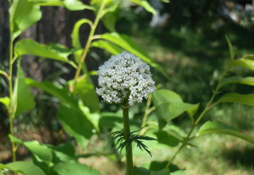 P6273511