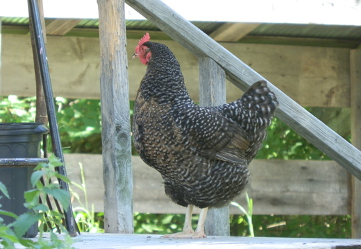 P6273544