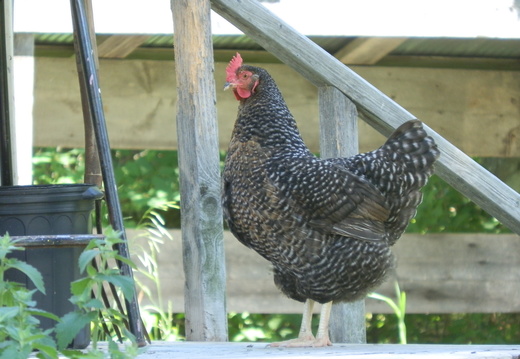 P6273545
