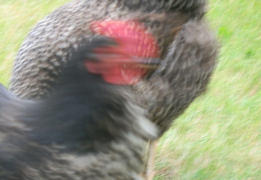 P6273558