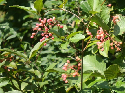 P8106121