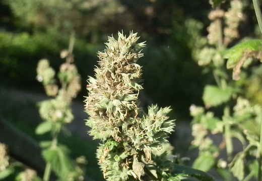 P8226790