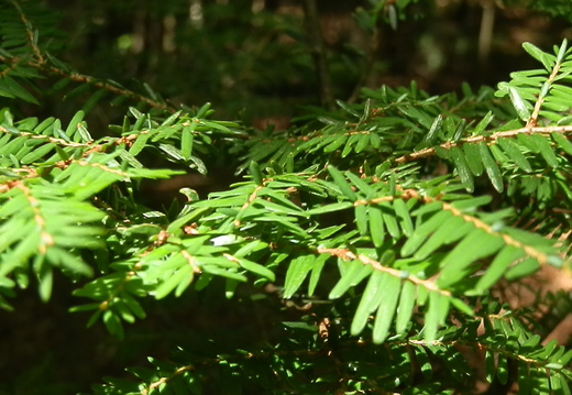 P8247068