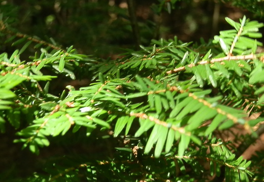 P8247074