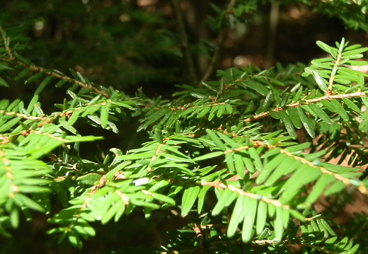 P8247079