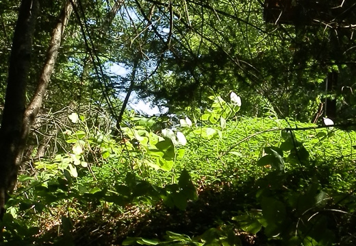 P8247092