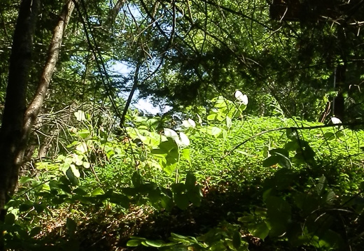 P8247093