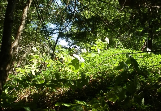 P8247095