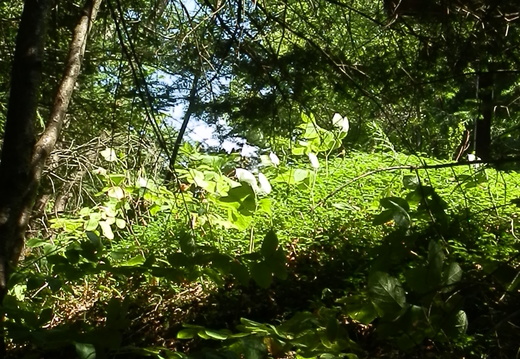P8247096