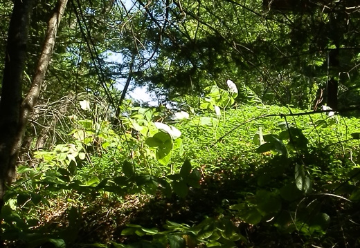 P8247099
