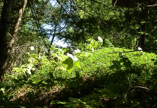 P8247100