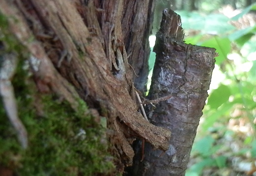 P8247109