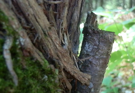 P8247112