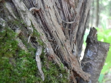P8247122