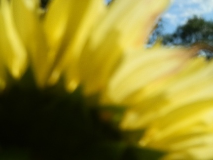 P8267405