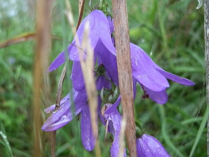 P8307515