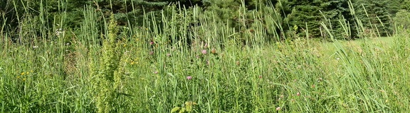 P7033845