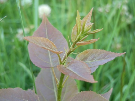 P7043977