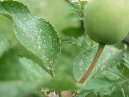 P7084316
