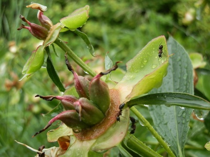 P7094383