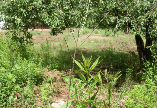 P7104447