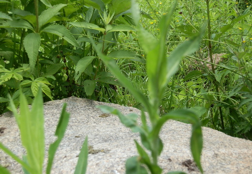 P7104449