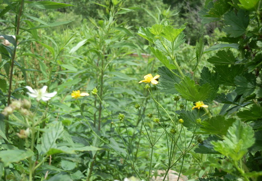 P7104476