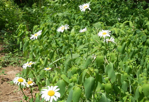 P7124683