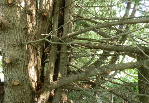 P7124703