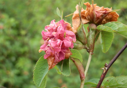 P7144752