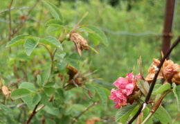 P7144755