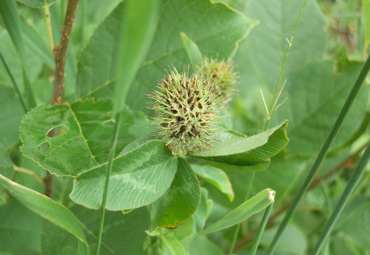 P7144763
